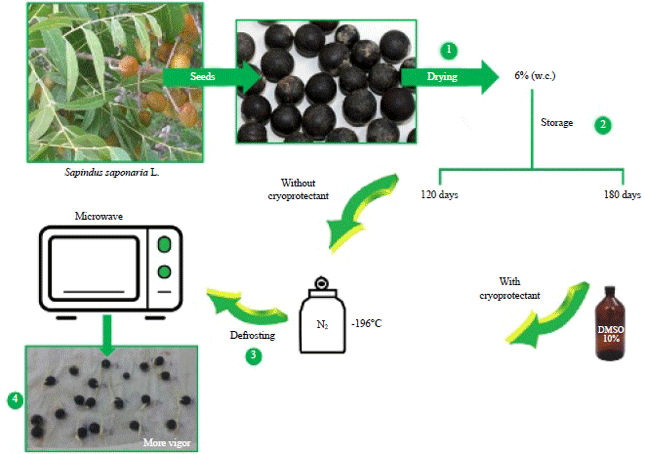 Image for - A Protocol for the Cryopreservation of Sapindus saponaria L. Seeds