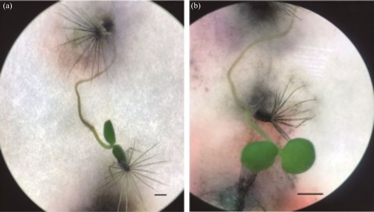 Image for - Influence of Temperature and Potassium Nitrate (KNO3) on the Germination/Dormancy of Tridax procumbens Linn