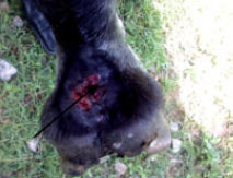 Image for - A Pictorial Review of Injuries and Disease Conditions in Foreign and Part-Barb Horses in Northern Nigeria: Part I