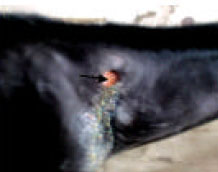 Image for - A Pictorial Review of Injuries and Disease Conditions in Foreign and Part-Barb Horses in Northern Nigeria: Part I