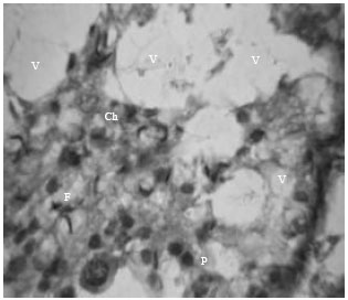Image for - Histopathological Effects Induced by Single Dose of Atrazine in Spermatids of Goat in vitro