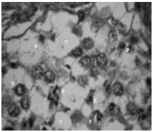 Image for - Histopathological Effects Induced by Single Dose of Atrazine in Spermatids of Goat in vitro