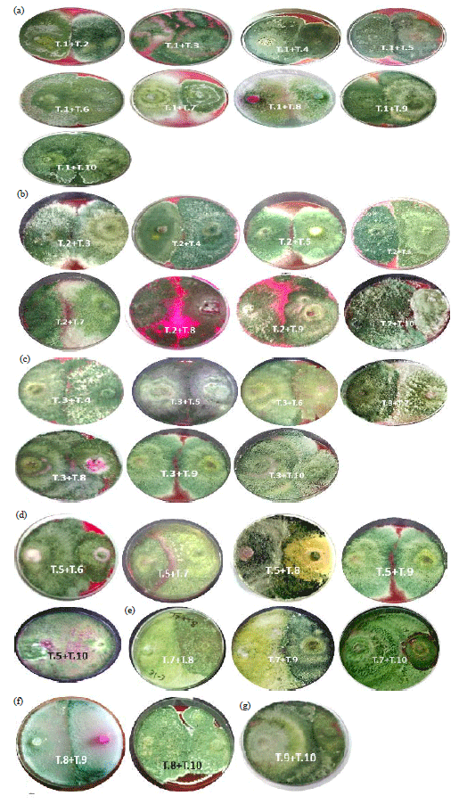 Efficiency of 10 Compatible Isolates of Trichoderma spp. Against Rice ...
