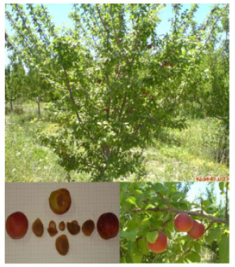 Image for - Propagation of Tanasgol, a Natural Plum-Apricot Hybrid  (Prunus domestica-armenia) Developed in Iran