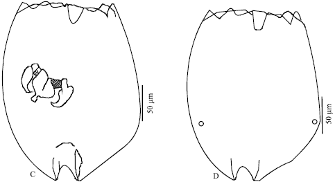 Image for - Brachionidae (Rotifera: Monogononta) Species from Turkey