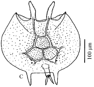 Image for - Brachionidae (Rotifera: Monogononta) Species from Turkey