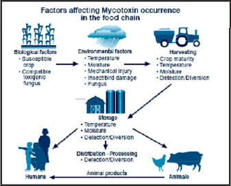 Image for - Mycotoxins in Animal Feeds and Prevention Strategies: A Review