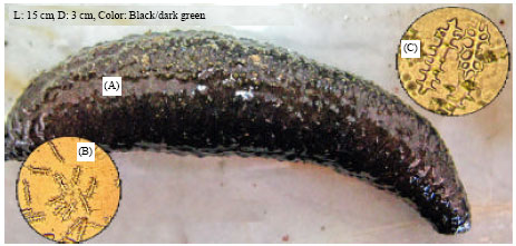 Image for - New Observation of Two Species of Sea Cucumbers from Chabahar Bay (Southeast 
  Coasts of Iran)