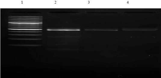 Image for - Improved Extraction of Quality DNA from Methanogenic Archaea Present in Rumen Liquor for PCR Application