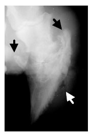 Image for - Morphometric Radiographic Findings of the Digital Region in Culling Lame Cows