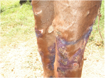 Image for - Antimicrobial Susceptibility of Aerobic Bacteria and Fungi Isolated from Cases of Equine Ulcerative Lymphangitis in Kano Metropolis, Nigeria
