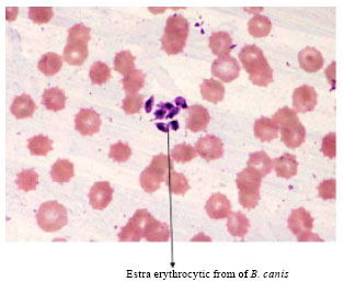 Image for - Haemato-biochemical Changes in Natural Cases of Canine Babesiosis
