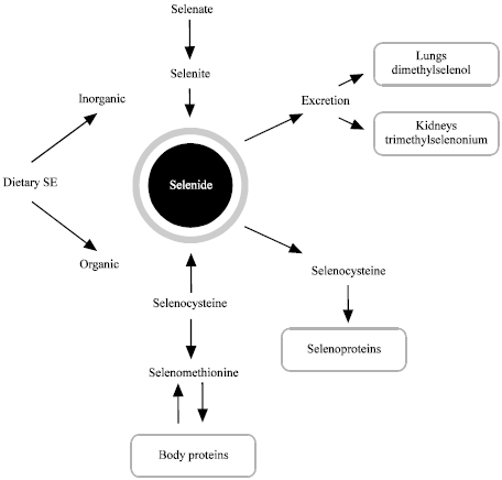 Image for - Role of Selenium in Pets Health and Nutrition: A Review