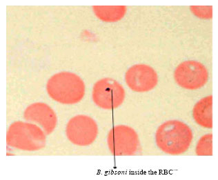 Image for - Haemato-biochemical Changes in Natural Cases of Canine Babesiosis