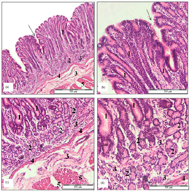 Image for - Effect of Different Diets on Number and Distribution of Gastrin Cells in the Mucosa of Goat’s Abomasums