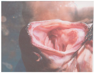 Image for - A Pathological Study of Rainbow Trout Organs Naturally Infected with Enteric Redmouth Disease