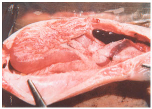 Image for - A Pathological Study of Rainbow Trout Organs Naturally Infected with Enteric Redmouth Disease