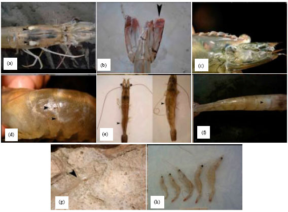 Image for - Histopathological Observation of White Spot Syndrome Virus and Infectious Hypodermal and Hematopoietic Necrosis Virus in Shrimp Farms, Litopenaeus vannamei, in Bushehr Province, Iran
