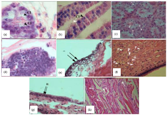 Image for - Histopathological Observation of White Spot Syndrome Virus and Infectious Hypodermal and Hematopoietic Necrosis Virus in Shrimp Farms, Litopenaeus vannamei, in Bushehr Province, Iran