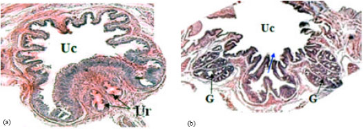 Image for - Anatomical and Histological Study of the Excretory System in the Bosc’s Fringe-Toed Lizard (Acanthodactylus boskianus)