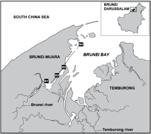 Image for - First Record of the Brachyuran Crab, Baruna trigranulum Dai and  Song, 1986 (Crustacea: Brachyura: Camptandriidae) from Sungai Brunei Estuary,  Brunei Darussalam