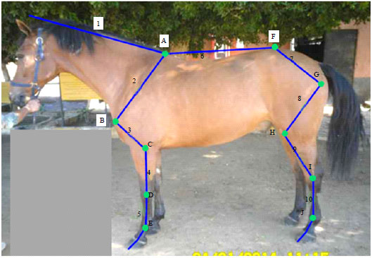 Image for - Evaluation of Limb Conformation in Jumping Thoroughbred Horses