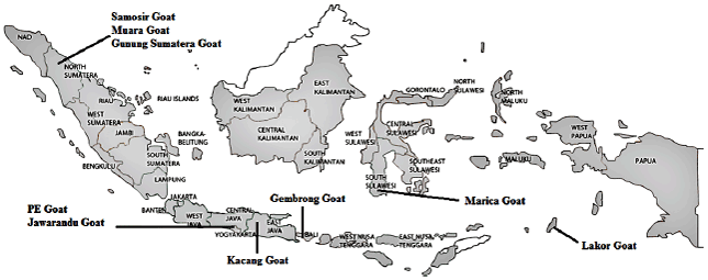 Image for - Genetic Variations and the Origin of Native Indonesian Goat Breeds Based on mtDNA D-Loop Sequences