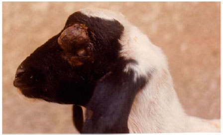 Image for - Congenital Cutaneous Squamous Cell Carcinoma in a Lamb