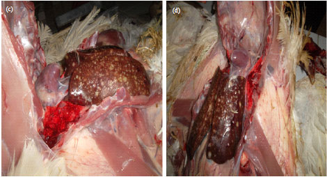 Image for - Clinical and Histopathological Observations of Turkey Hepatic Lipidosis in the Ain Touta Area (Algeria): A Preliminary Report