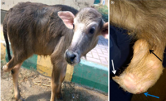 Image for - Hemimelia with Calcaneal Subluxation in a Buffalo Calf: A Case Report and Review of Literature