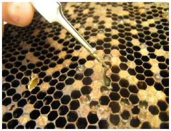Image for - Diagnosis of Paenibacillus larvae from Honeybees in Jordan According to Microbiological and Chemicals Techniques
