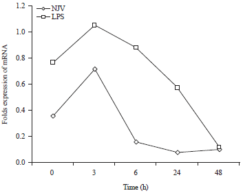 Image for - Quantitation of Cytokine mRNA Expression in Cobra Snake Venom Stimulated PBMC of Horses Using Real-Time RT-PCR