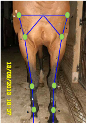 Image for - Evaluation of Limb Conformation in Jumping Thoroughbred Horses
