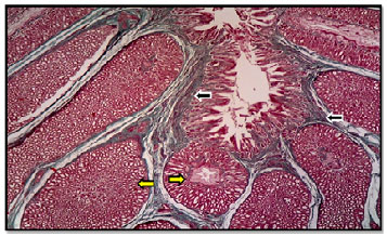 Image for - Histomorphological and Histochemical Studies of the Stomach of the Mallard (Anas platyrhynchos)