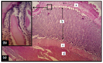 Image for - Histomorphological and Histochemical Studies of the Stomach of the Mallard (Anas platyrhynchos)