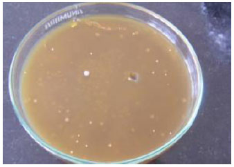 Image for - Diagnosis of Paenibacillus larvae from Honeybees in Jordan According to Microbiological and Chemicals Techniques