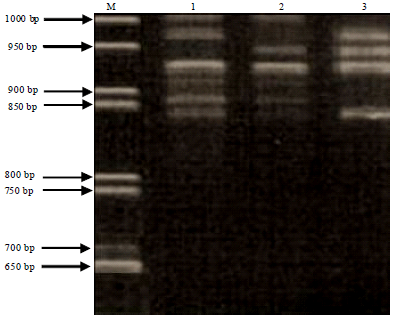 Image for - Studies on the Genetic Variability of Three Fish Species (Cyprinus carpio specularis, Cyprinus carpio communis and Oncorhynchus mykiss) Collected from Kashmir (India) Using Random Amplified Polymorphic DNA (RAPD) Technique