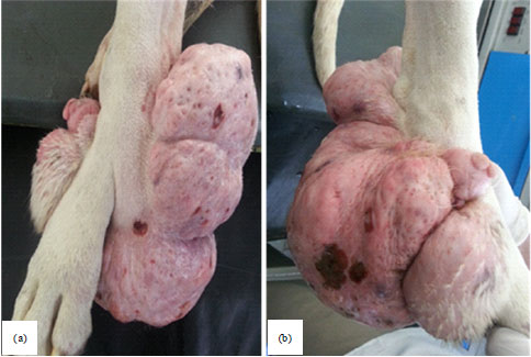Image for - A Gigantic Cutaneous Fibroadenoma in a Dog