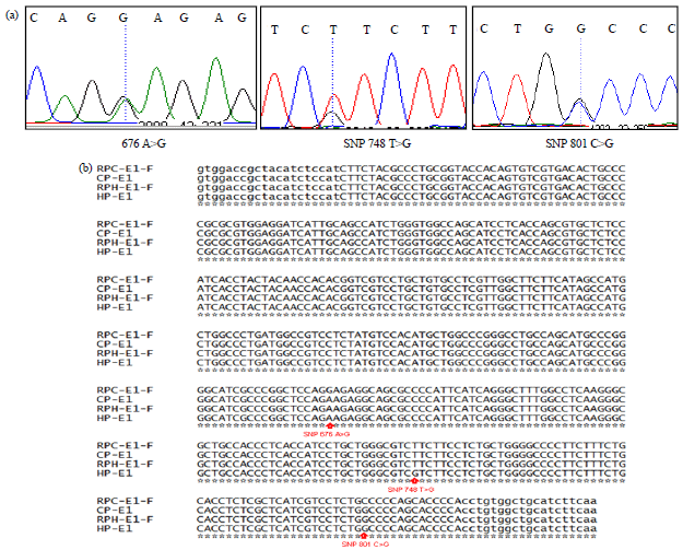 Image for - Identification of Single Nucleotide Polymorphisms and Allele Distribution of MC1R Gene in Different Head and Neck Color of Ettawa Grade Goat