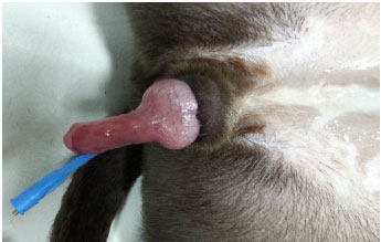 Image for - Surgical Correction of Female Pseudohermaphroditism in Five Pit Bull Dogs