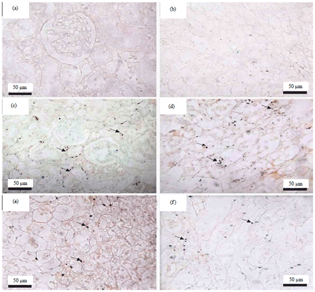 Image for - Ginkgo biloba Extract Attenuates Hematological Disorders, Oxidative Stress and Nephrotoxicity Induced by Single or Repeated Injection Cycles of Cisplatin in rats: Physiological and Pathological Studies