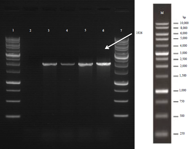 Image for - Molecular Detection of Polymorphism of Heat Shock Protein 70 (Hsp70) in the Semen of Iraqi Holstein Bulls