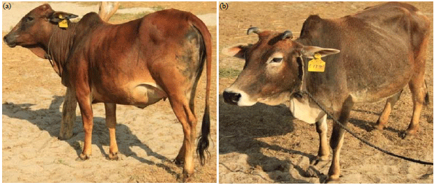 Image for - Cattle Genetic Resources and their Conservation in Bangladesh