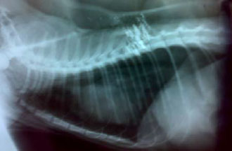 Image for - Management of Pneumoperitoneum, Pneumothorax and Subcutaneous Emphysema in a Cat