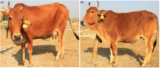 Image for - Cattle Genetic Resources and their Conservation in Bangladesh