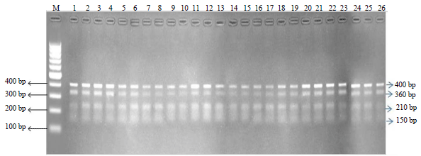 Image for - Epidemiological and Molecular Characterization of Brucella Species in Cattle