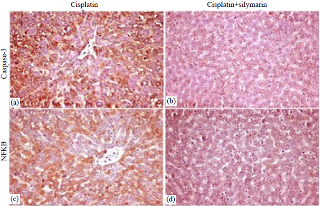 Image for - Cytoprotective Effect of Silymarin on Cisplatin Induced Hepatotoxicity and Bone Marrow Toxicity in Rats