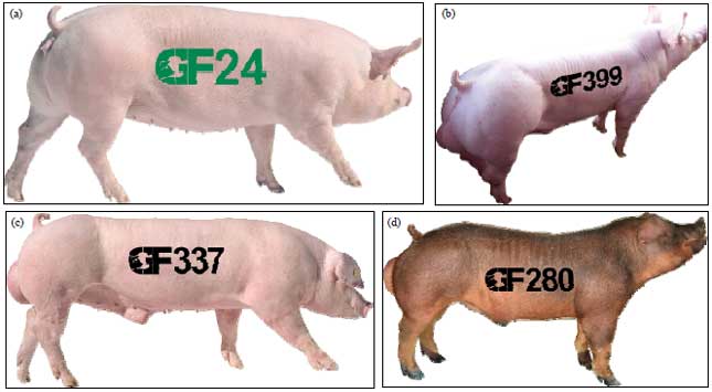Image for - Reproductive Performance of a New GF24 Female Gilt Line Reared under Different Conditions in Vietnam
