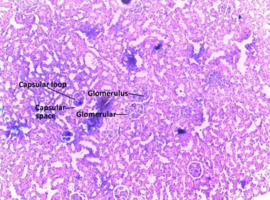 Image for - Histopathological Changes of Some Internal Organs and Brain Regions of Rabbits Fed Dietary Cassava Peel Meal as Replacement for Maize