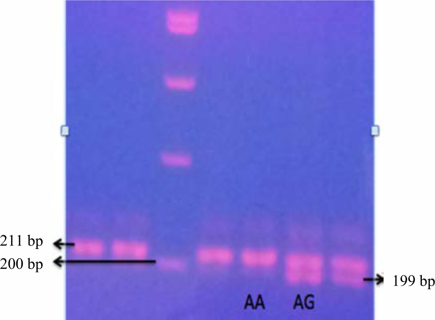 Image for - Association of Chicken Mx1 Polymorphisms with Susceptibility in Chicken Embryos Challenged with Virulent Newcastle Disease Virus